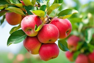 苹果果树树枝摄影图