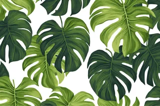 卡通插画龟背竹绿植背景