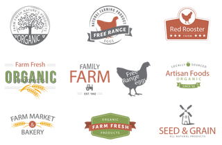 畜牧业公鸡现代农业