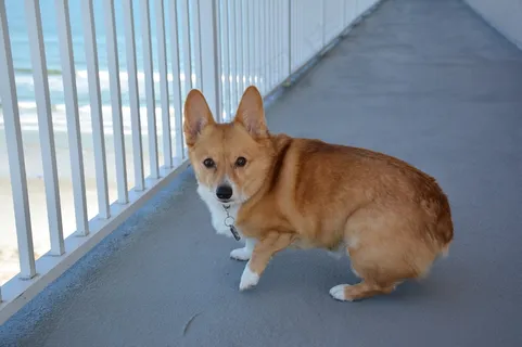 纯种柯基犬图片 纯种柯基犬图片