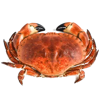 面包蟹(1)海鲜超市商品红酒白底图免抠实物摄影png格式图片透明底