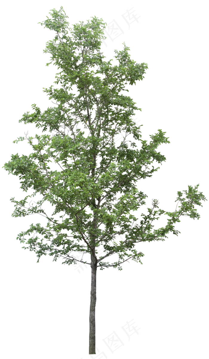 树木免扣图片 