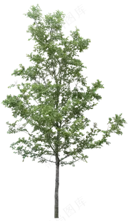 树木免扣图片 