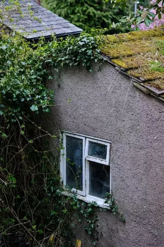 杂草环绕的砖瓦屋