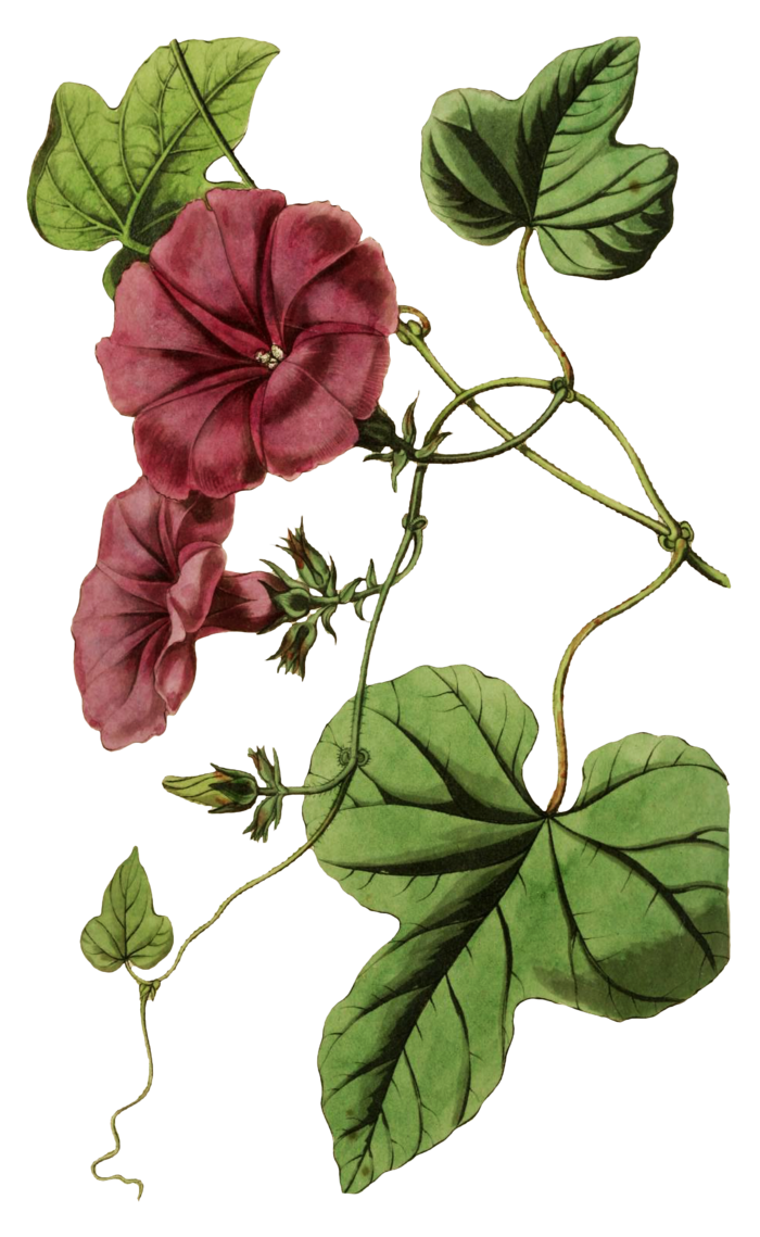 复古手绘植物花卉玫瑰花PNG免扣图案高清图片PS设计素材图