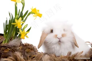 可爱宠物小兔子垂耳兔图片