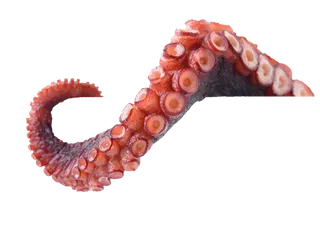 鱿鱼须肉色动物素材