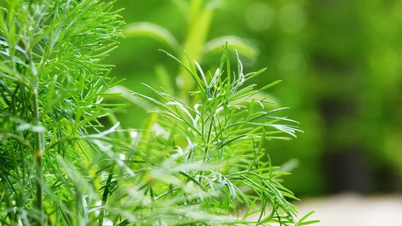 青青绿草图片 青青绿草图片