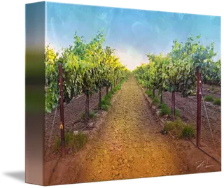 立体葡萄园现代农业