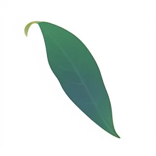 一片树叶png免抠