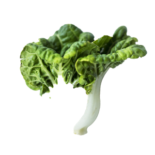 洋白菜超市商品白底图免抠实物摄影png格式图片透明底