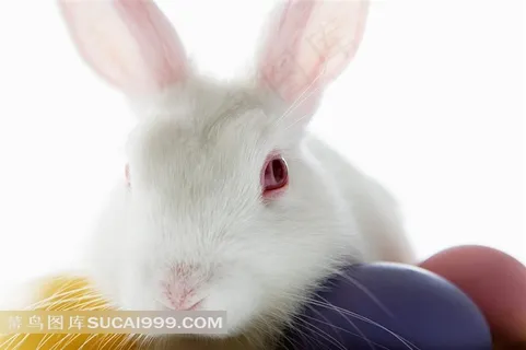 可爱兔子高清图片