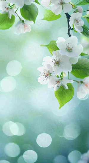 春天白色的樱花花朵开满枝头立春惊蛰春分摄影图