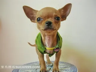 穿着绿色衣服的吉娃娃狗