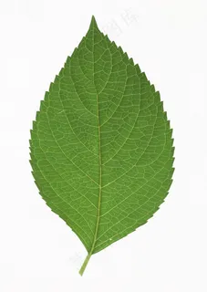 花草特写 1847 花草特写 1847