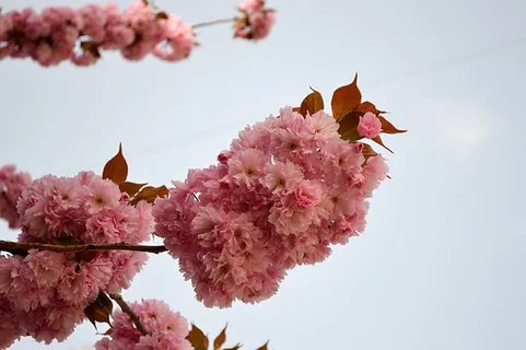 花朵 花束 植物 素材 (229) 花朵 花束 植物 素材 (229)