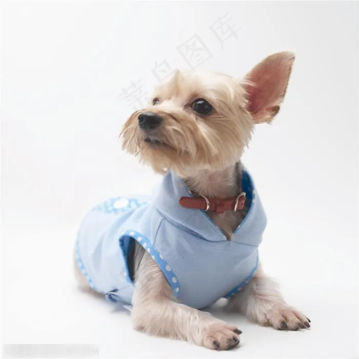 迷你犬-漂亮的棕色梗犬