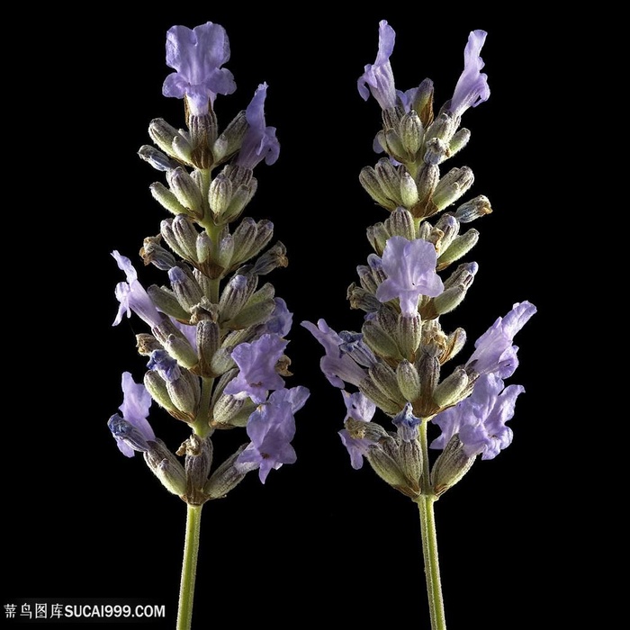 超高清薰衣草微距摄影鲜花图片