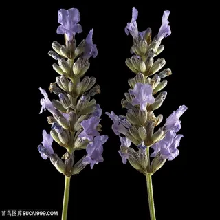 超高清薰衣草微距摄影鲜花图片