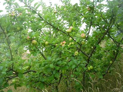 野果水果甜点摄影 野果水果甜点摄影