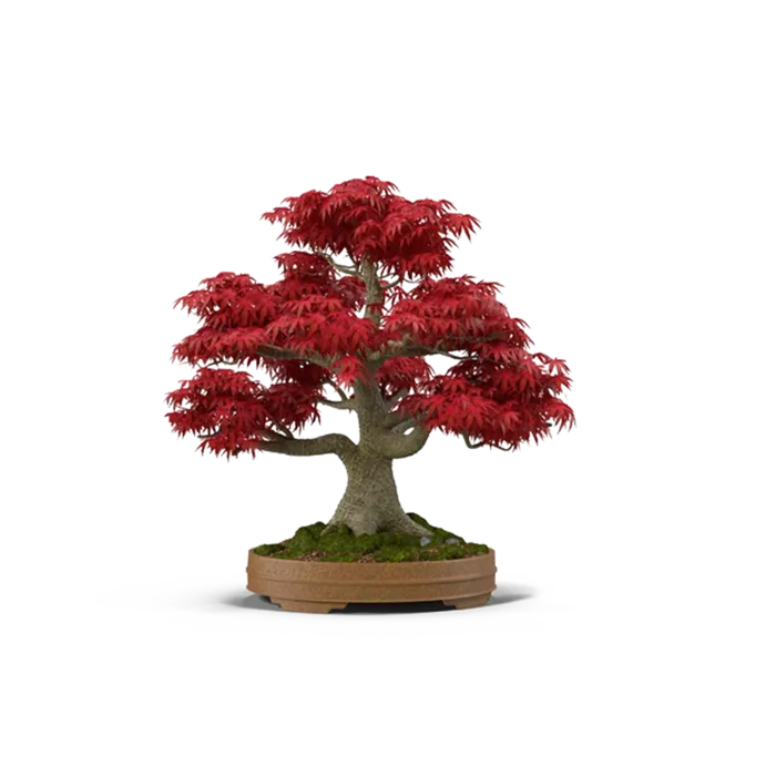 红枫叶树木