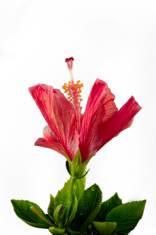 花朵|花卉|花瓣|向日葵|菊|百合|玫瑰|荷花|PNG|免扣元素