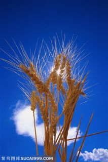 农作物-蓝天白云下的一束麦穗特写