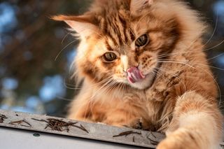 猫猫的姜毛皮可爱肖像家养