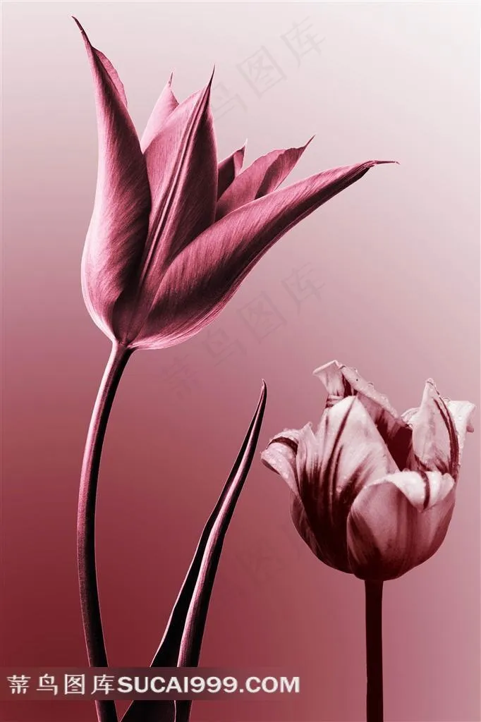 玫瑰花高清图片设计素材下载