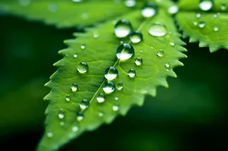 绿色清新水滴绿叶背景图