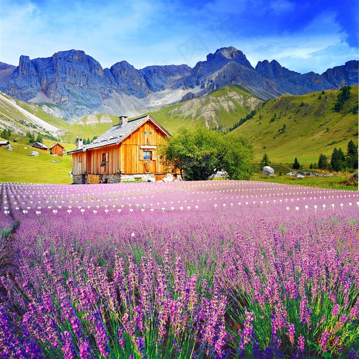 花海唯美图片风景