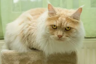 毛绒宠物小猫图片