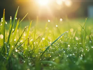 清晨阳光下的草丛挂着露珠摄影图 