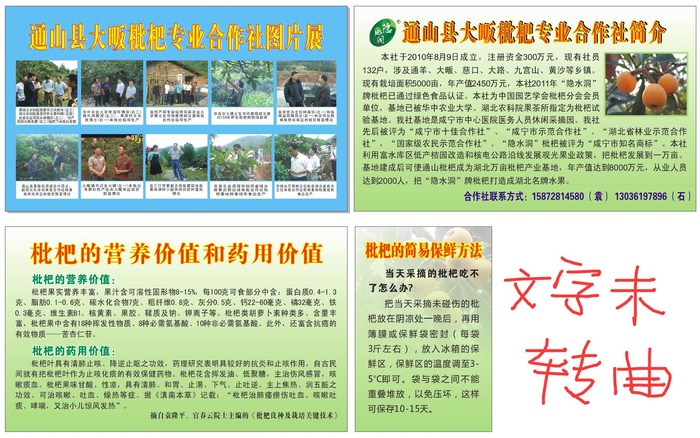枇杷合作社展板cdr矢量模版下载