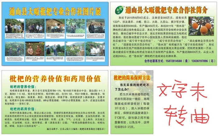 枇杷合作社展板cdr矢量模版下载