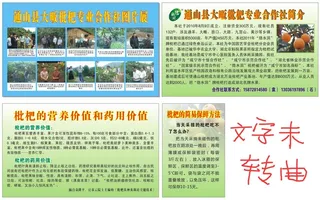 枇杷合作社展板