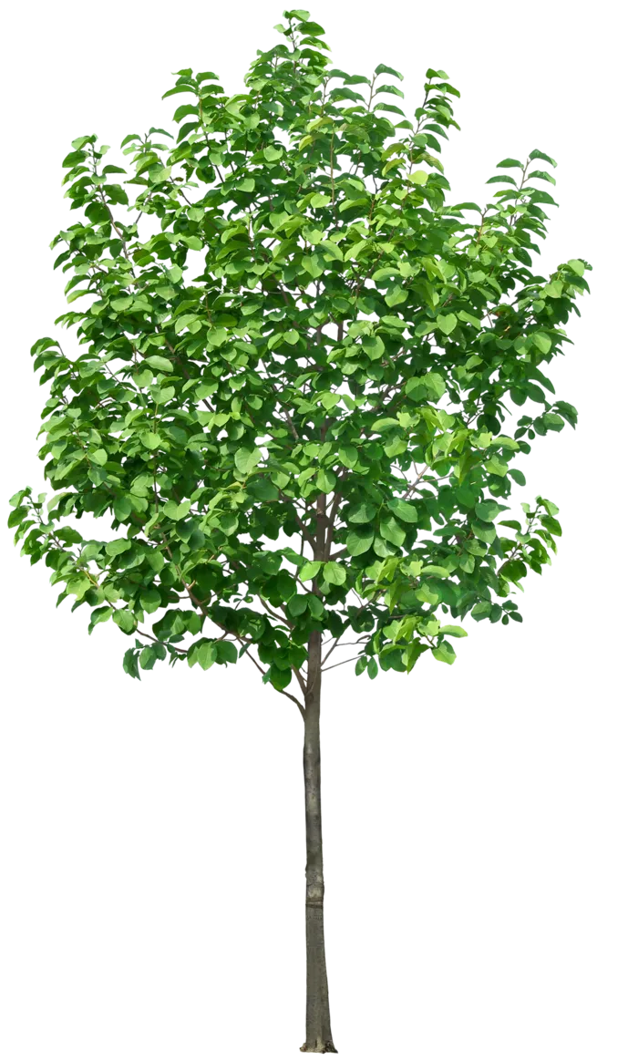 高清树木素材 免抠PSD植物素材 美术绘画园林贴图 树草灌木花草