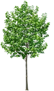 高清树木素材 免抠PSD植物素材 美术绘画园林贴图 树草灌木花草