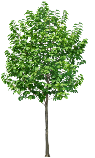 高清树木素材 免抠PSD植物素材 美术绘画园林贴图 树草灌木花草