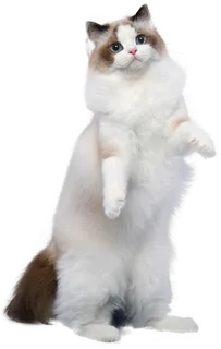 免扣素材实物猫咪摄影 免扣素材实物猫咪摄影