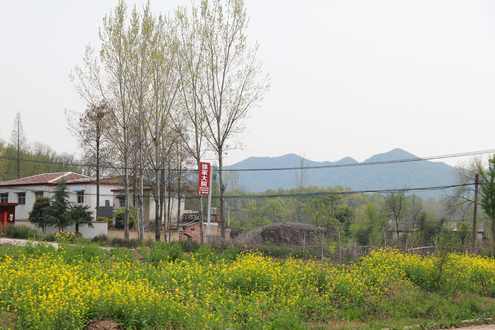 山村头油菜花