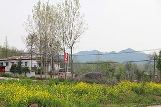 山村头油菜花