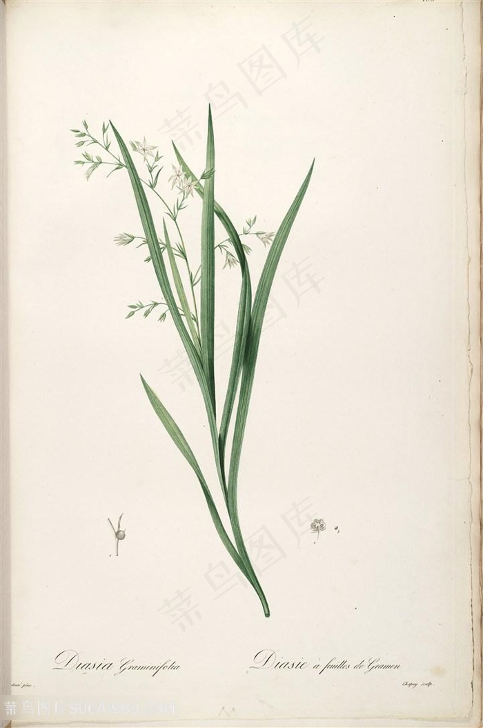 高清花草图谱雷杜德原版唯美花卉