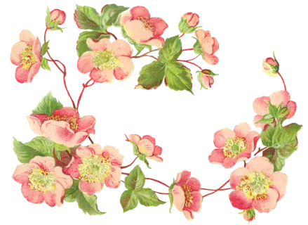 古典花卉png免扣素材