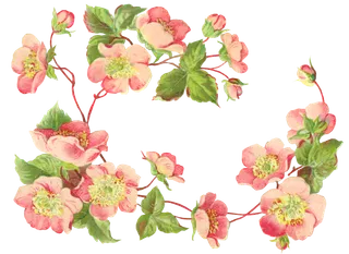 古典花卉png免扣素材