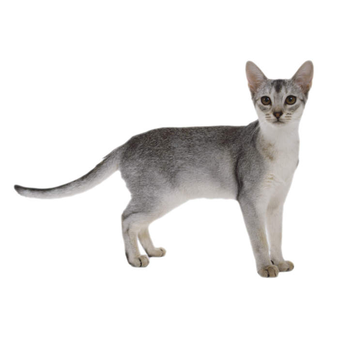 猫流浪猫野猫山猫动物猫仔设计素材黑猫