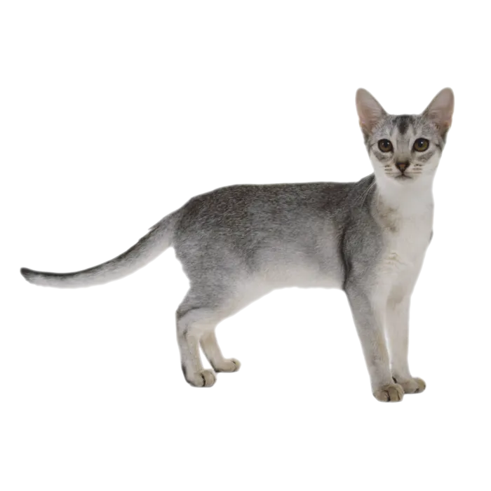 猫流浪猫野猫山猫动物猫仔设计素材黑猫