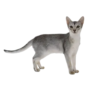 猫流浪猫野猫山猫动物猫仔设计素材黑猫