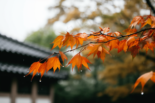 秋天枫叶树枝园林秋意浓雨滴摄影图