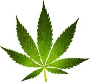 大麻PNG免抠(300x277)